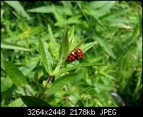 Kamera (Video- und Fotoqualität) vom Galaxy S III-20120630_162616.jpg