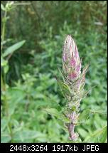 Kamera (Video- und Fotoqualität) vom Galaxy S III-20120630_165225.jpg