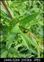 Kamera (Video- und Fotoqualität) vom Galaxy S III-20120630_165351.jpg