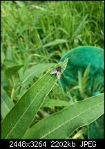 Kamera (Video- und Fotoqualität) vom Galaxy S III-20120630_165541.jpg