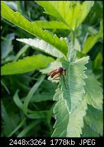 Kamera (Video- und Fotoqualität) vom Galaxy S III-20120703_194446.jpg