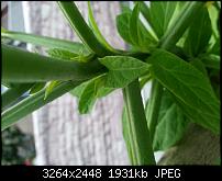 Kamera (Video- und Fotoqualität) vom Galaxy S III-20120706_211025.jpg