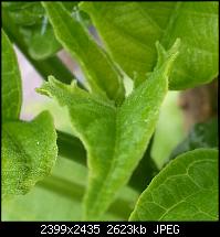 Kamera (Video- und Fotoqualität) vom Galaxy S III-bild2.jpg