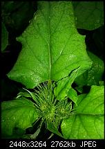 Kamera (Video- und Fotoqualität) vom Galaxy S III-20120709_204004.jpg