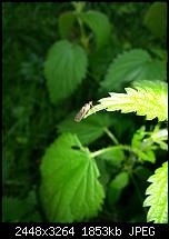 Kamera (Video- und Fotoqualität) vom Galaxy S III-20120709_204122.jpg