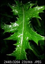 Kamera (Video- und Fotoqualität) vom Galaxy S III-20120709_204241.jpg