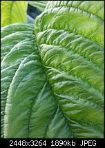 Kamera (Video- und Fotoqualität) vom Galaxy S III-20120714_193452.jpg