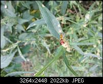 Kamera (Video- und Fotoqualität) vom Galaxy S III-20120727_162254.jpg