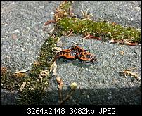 Kamera (Video- und Fotoqualität) vom Galaxy S III-20120729_140849.jpg