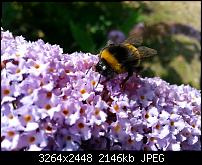 Kamera (Video- und Fotoqualität) vom Galaxy S III-20120729_152054.jpg