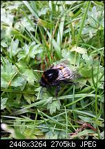 Kamera (Video- und Fotoqualität) vom Galaxy S III-20120729_141403.jpg