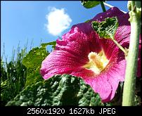 Kamera (Video- und Fotoqualität) vom Galaxy S III-2012-08-04-15.40.55.jpg