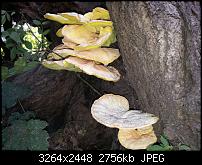 Kamera (Video- und Fotoqualität) vom Galaxy S III-20120822_144839.jpg