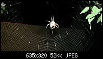 Kamera (Video- und Fotoqualität) vom Galaxy S III-spinne.jpg