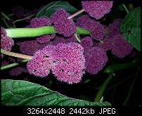 Kamera (Video- und Fotoqualität) vom Galaxy S III-20120901_201416.jpg