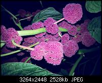 Kamera (Video- und Fotoqualität) vom Galaxy S III-20120901_201451.jpg