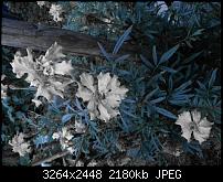 Kamera (Video- und Fotoqualität) vom Galaxy S III-20120901_201703.jpg