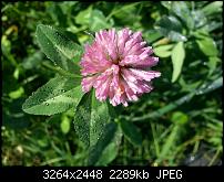 Kamera (Video- und Fotoqualität) vom Galaxy S III-20121008_114132.jpg