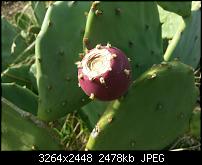 Kamera (Video- und Fotoqualität) vom Galaxy S III-20121007_155911.jpg