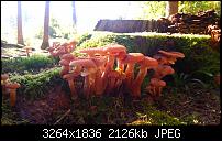 Kamera (Video- und Fotoqualität) vom Galaxy S III-2012-10-19-14.55.52.jpg