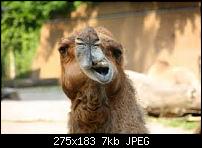 Der SGS3 Stammtischthread-imagescaombcuz.jpg