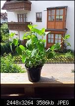 Kamera (Video- und Fotoqualität) vom Galaxy S III-s2_3.jpg