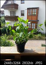 Kamera (Video- und Fotoqualität) vom Galaxy S III-s3_3.jpg