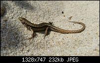 Samsung Galaxy S5 - Fotoqualität-uploadfromtaptalk1398593399856.jpg