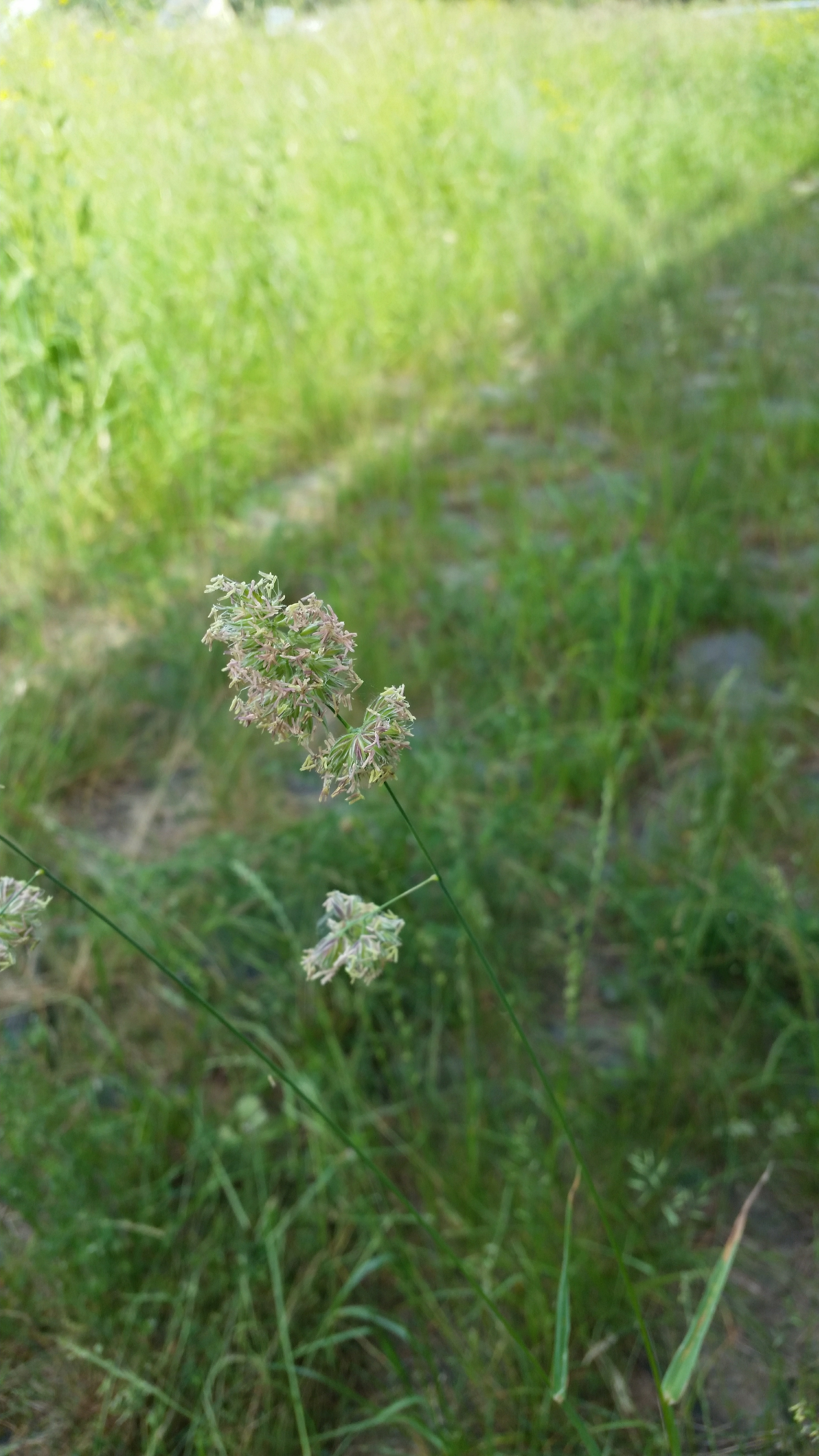 Samsung Galaxy S5 - Fotoqualität-20140608_123606.jpg