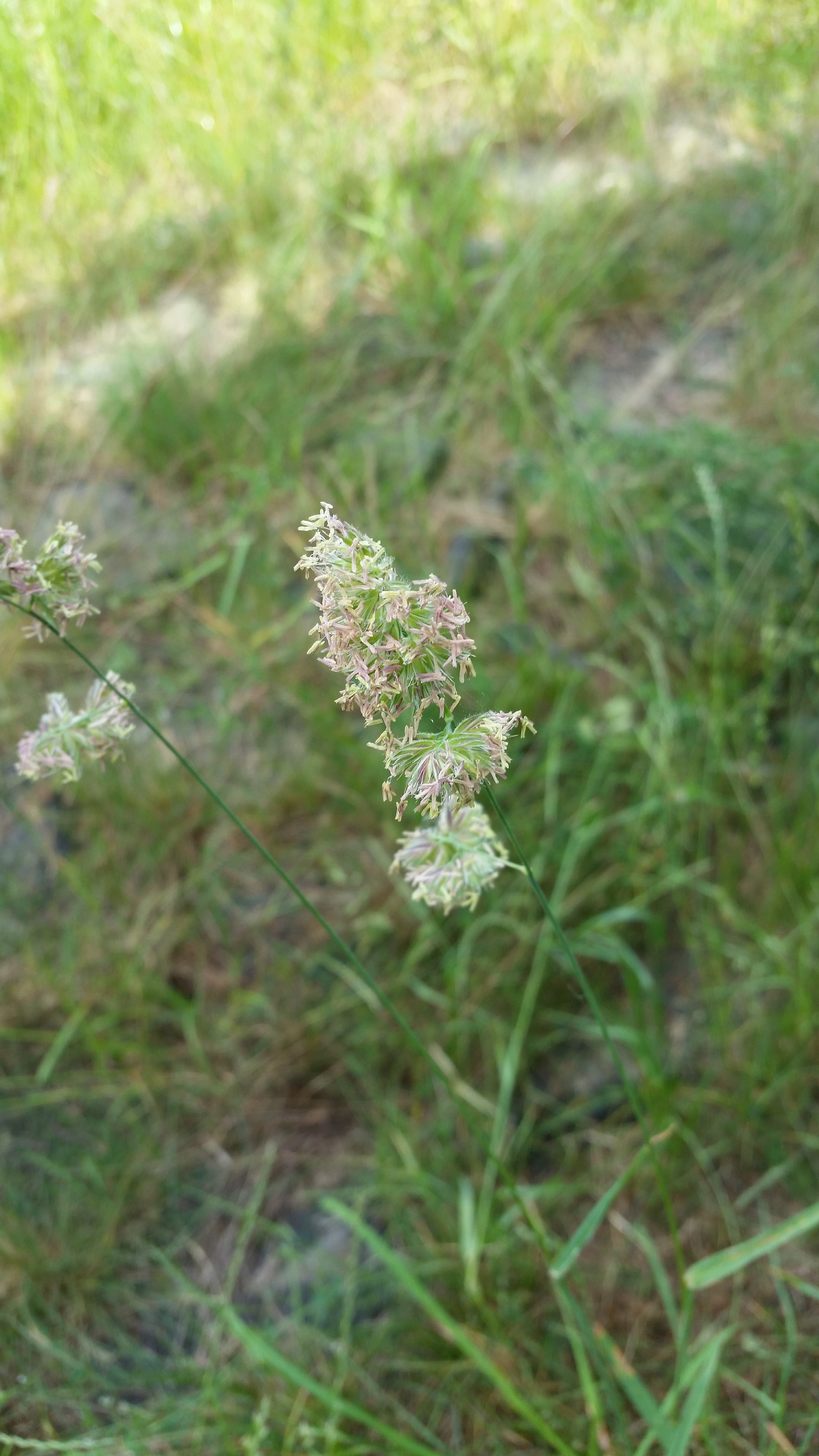 Samsung Galaxy S5 - Fotoqualität-20140608_123639.jpg