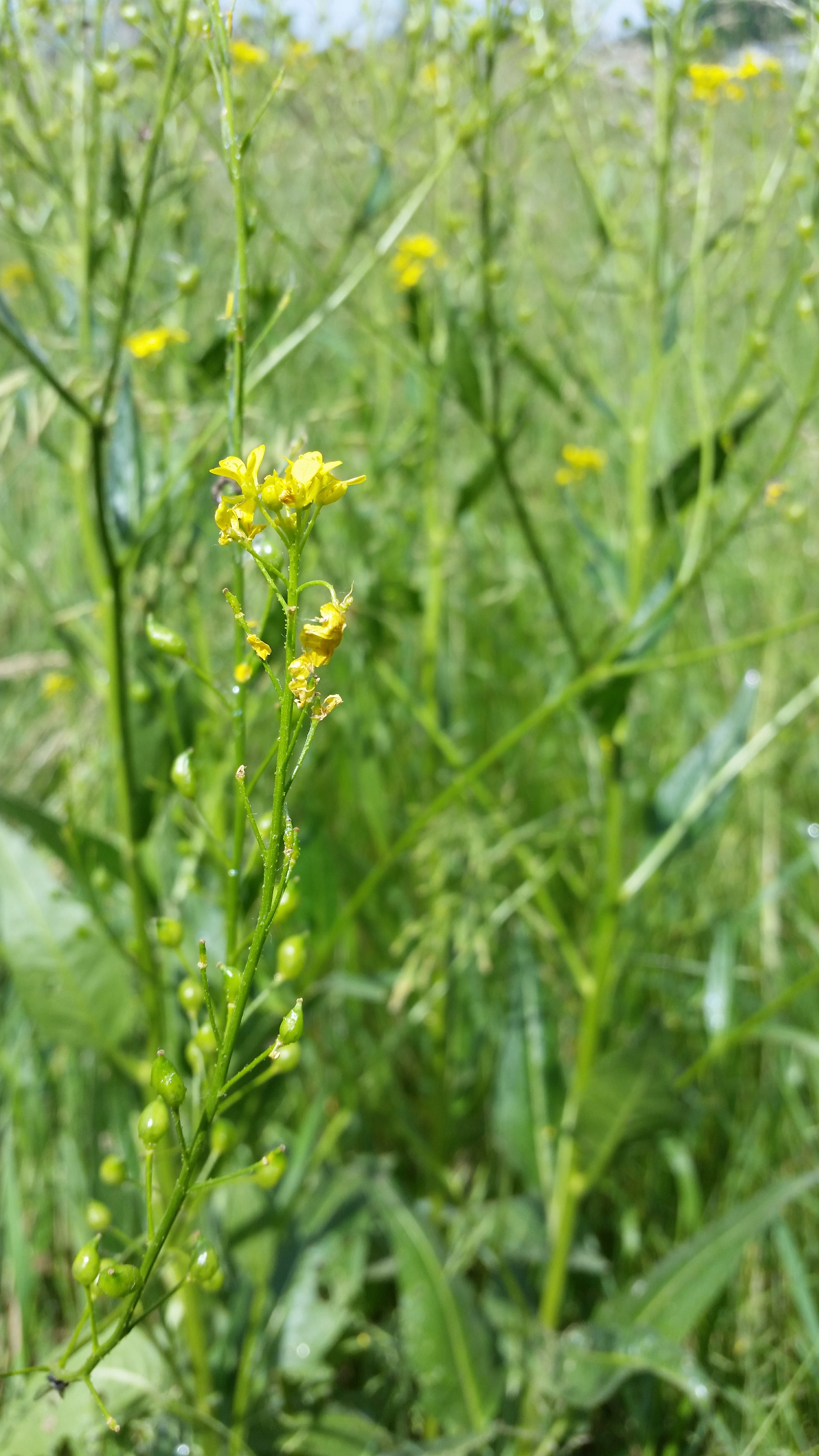 Samsung Galaxy S5 - Fotoqualität-20140608_123706.jpg