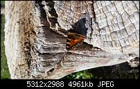 Samsung Galaxy S5 - Fotoqualität-20140814_142719.jpg