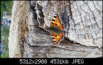 Samsung Galaxy S5 - Fotoqualität-20140814_142736.jpg