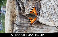 Samsung Galaxy S5 - Fotoqualität-20140814_142738.jpg