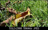 Fotoqualität des Samsung Galaxy S6 Edge Plus-20150927_111706.jpg