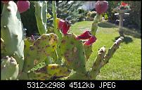 Fotoqualität des Samsung Galaxy S6 Edge Plus-20150927_111853.jpg