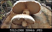 Fotoqualität des Samsung Galaxy S6 Edge Plus-20151016_133524.jpg