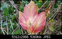 Fotoqualität des Samsung Galaxy S6 Edge Plus-20151016_133859.jpg