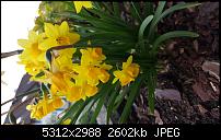 Samsung Galaxy S6 - Fotoqualität-20150416_170629_001.jpg