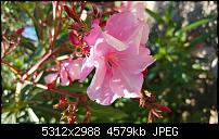 Samsung Galaxy S6 - Fotoqualität-2015-05-29-13.50.40.jpg