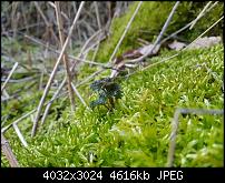 Samsung Galaxy S7 Edge – Qualität der Fotos-20160309_174312.jpg