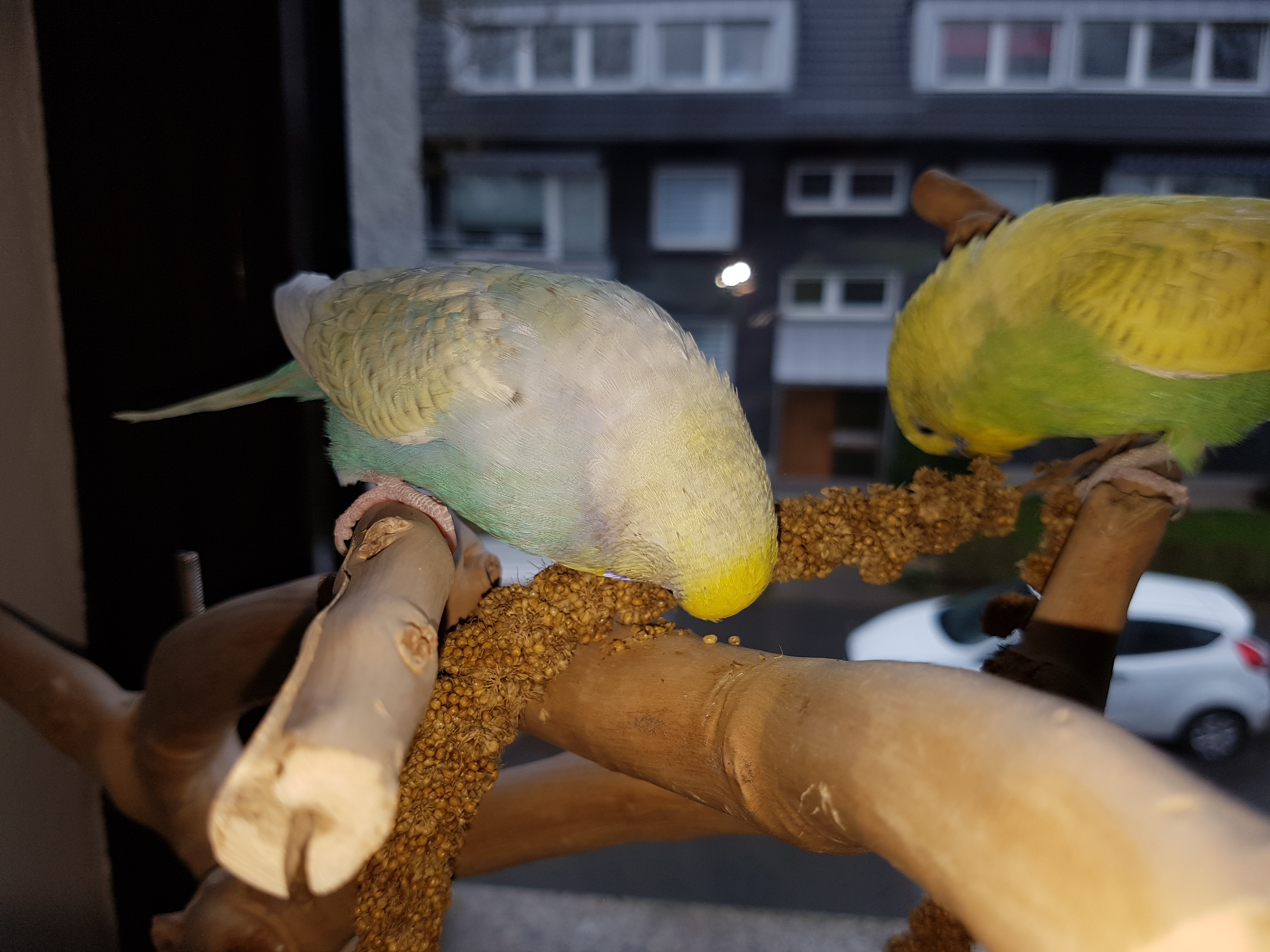 Bildqualität des Samsung Galaxy S7 - Kamera-20160405_093308.jpg