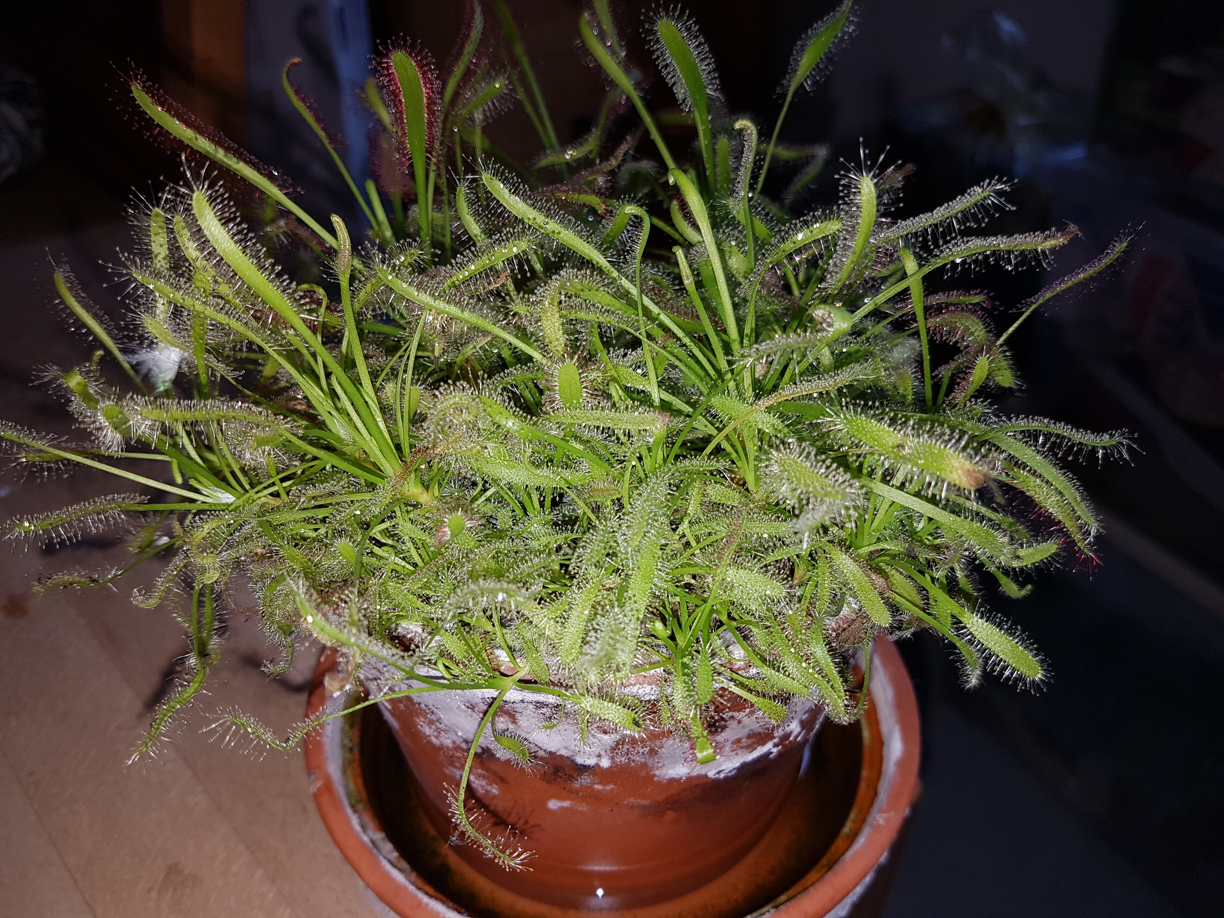 Bildqualität des Samsung Galaxy S7 - Kamera-20160405_095158.jpg