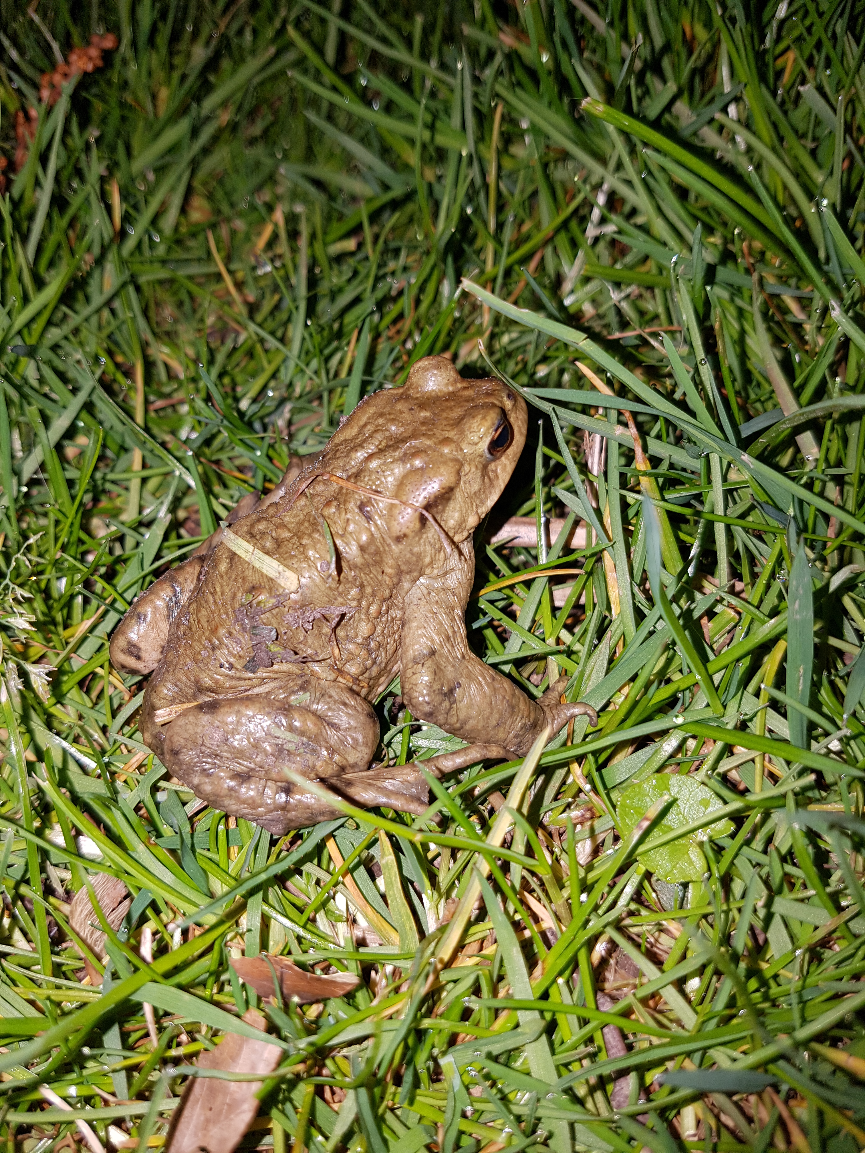 Bildqualität des Samsung Galaxy S7 - Kamera-20160409_213221.jpg