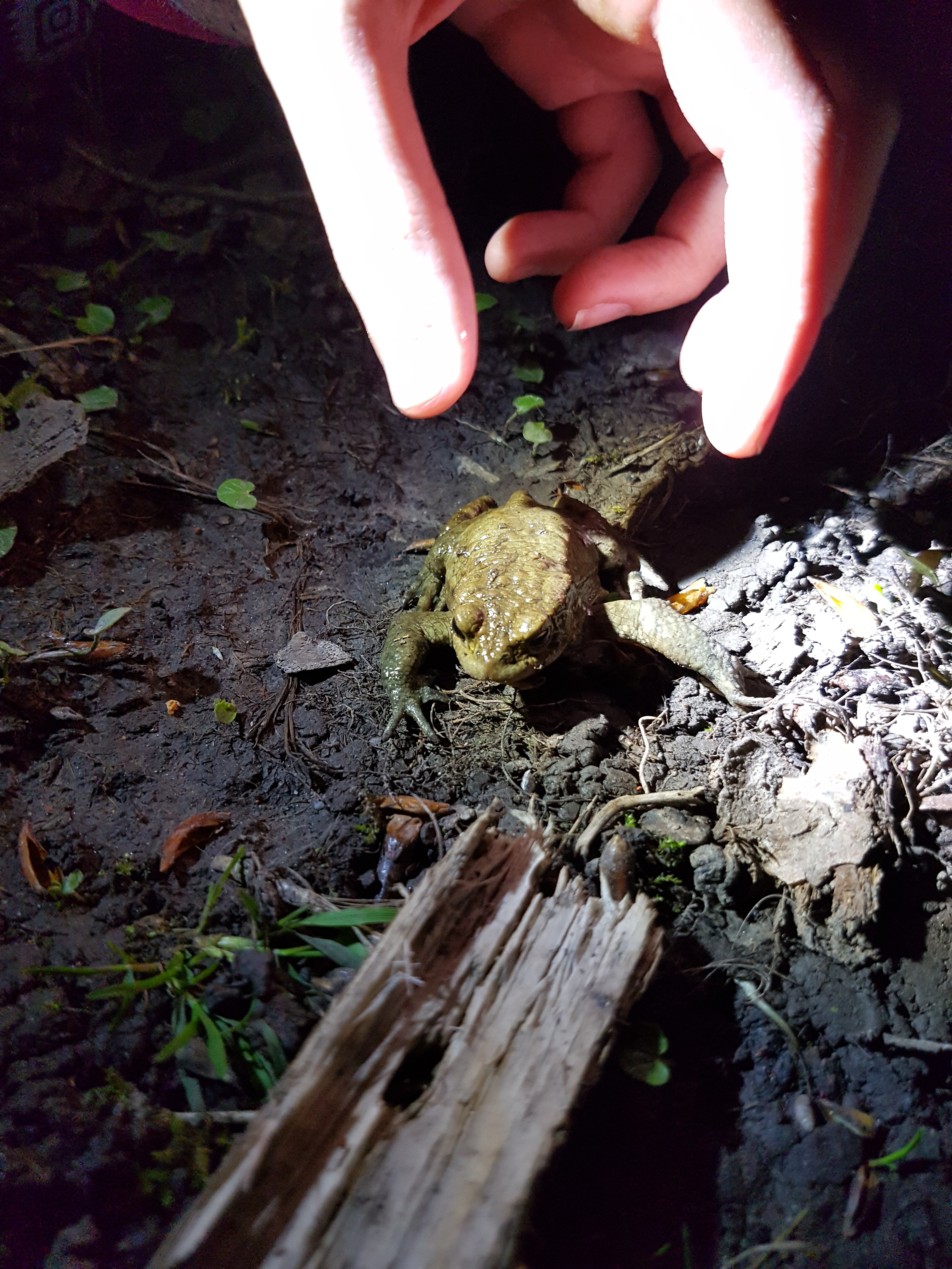 Bildqualität des Samsung Galaxy S7 - Kamera-20160409_212852.jpg