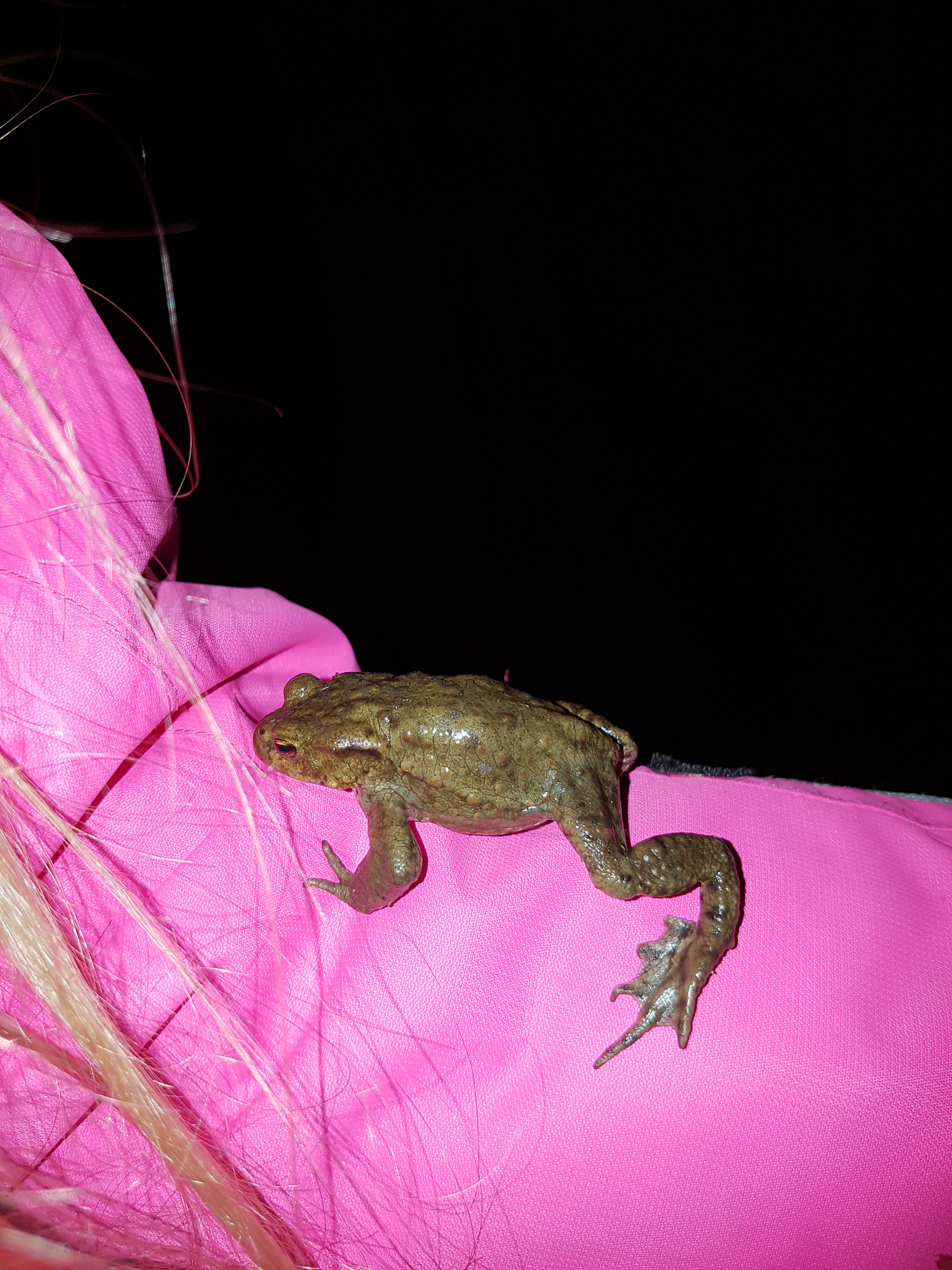 Bildqualität des Samsung Galaxy S7 - Kamera-20160409_212837.jpg