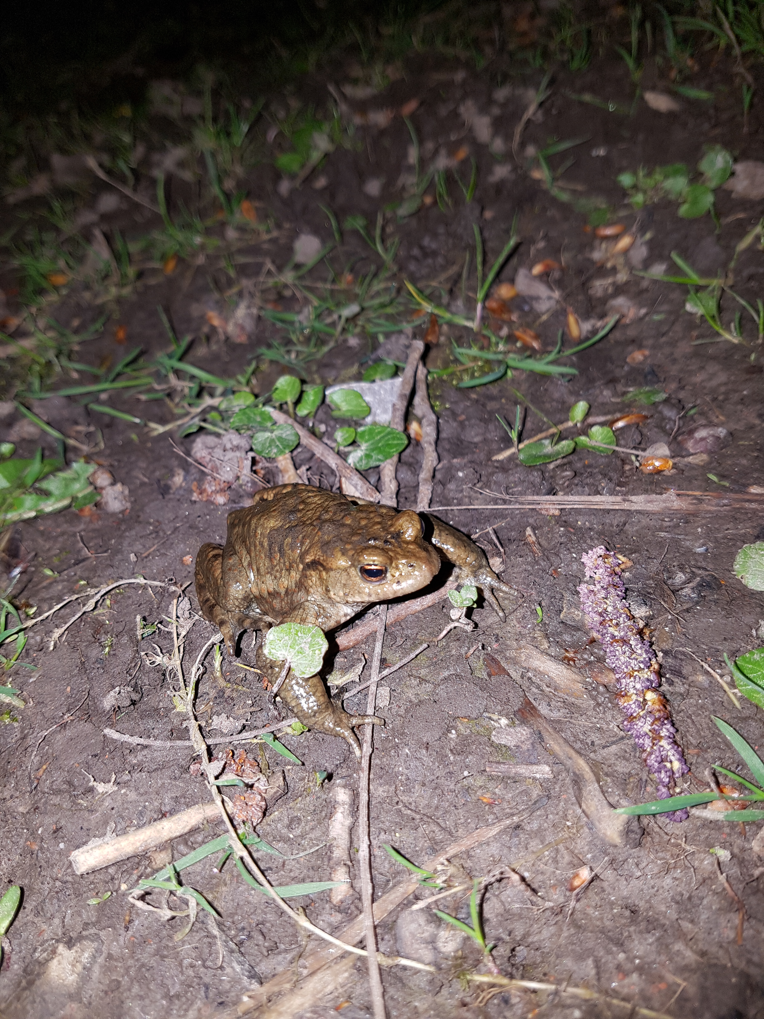 Bildqualität des Samsung Galaxy S7 - Kamera-20160409_212737.jpg