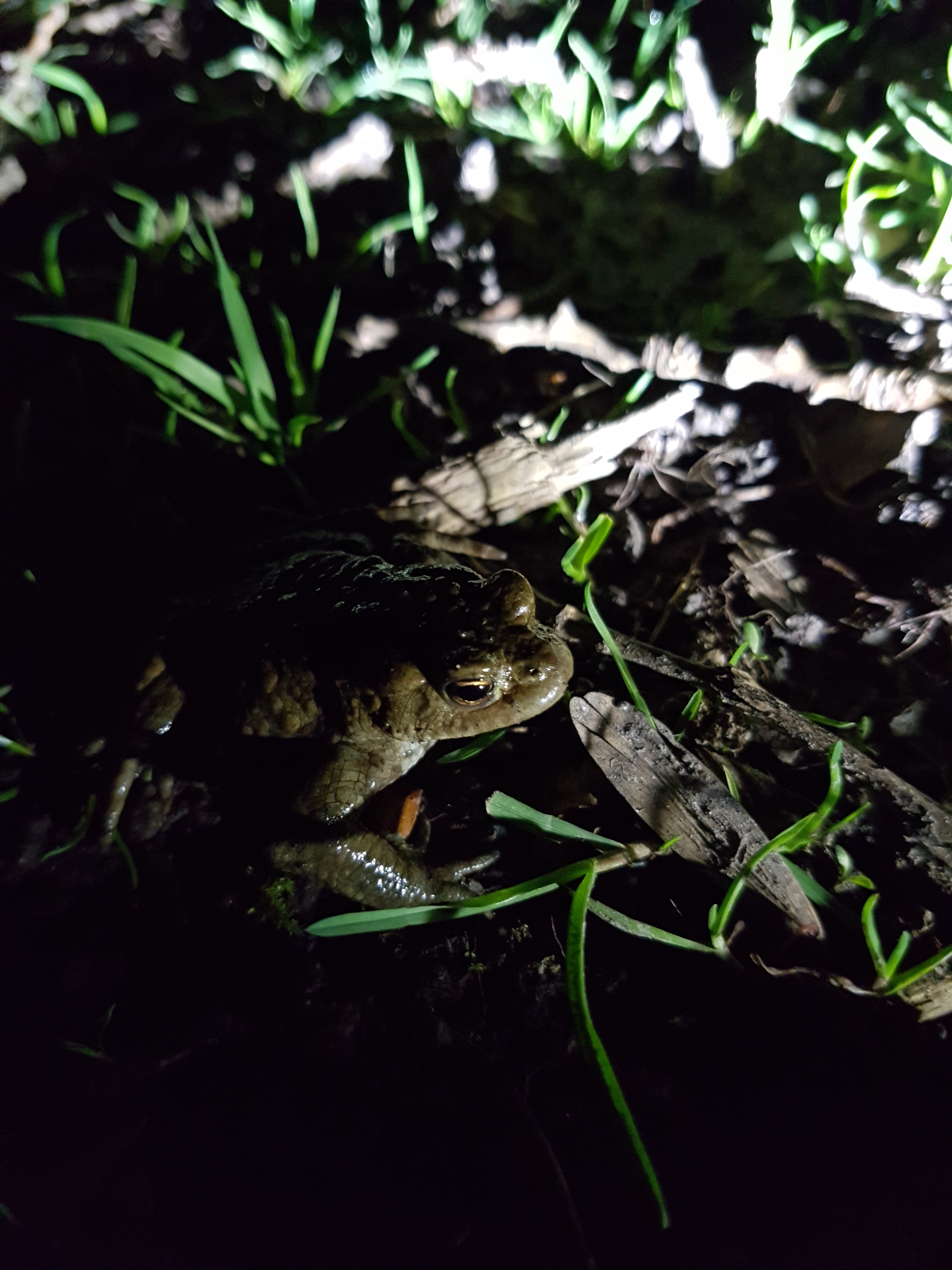 Bildqualität des Samsung Galaxy S7 - Kamera-20160409_212700.jpg