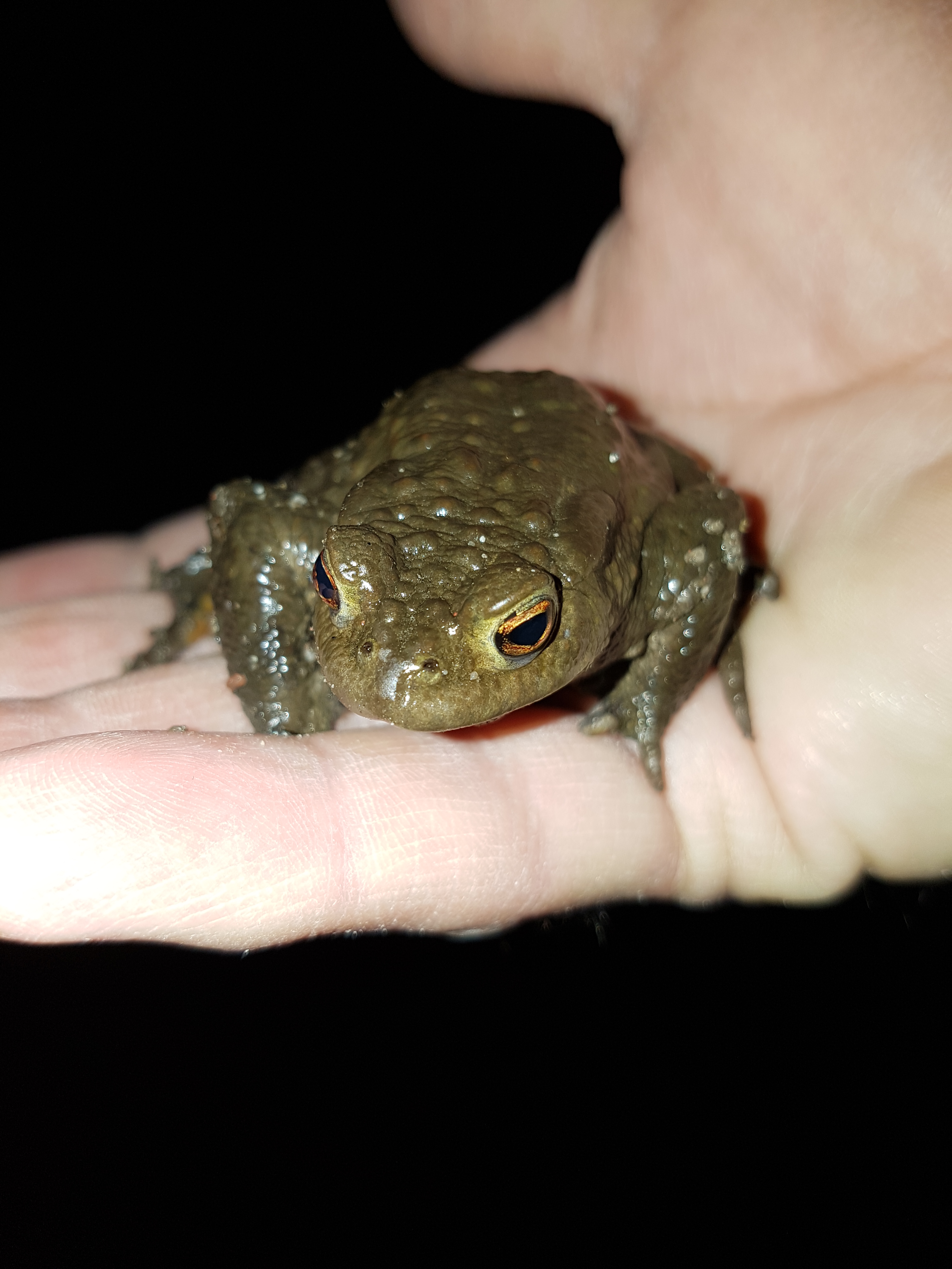 Bildqualität des Samsung Galaxy S7 - Kamera-20160409_211112.jpg