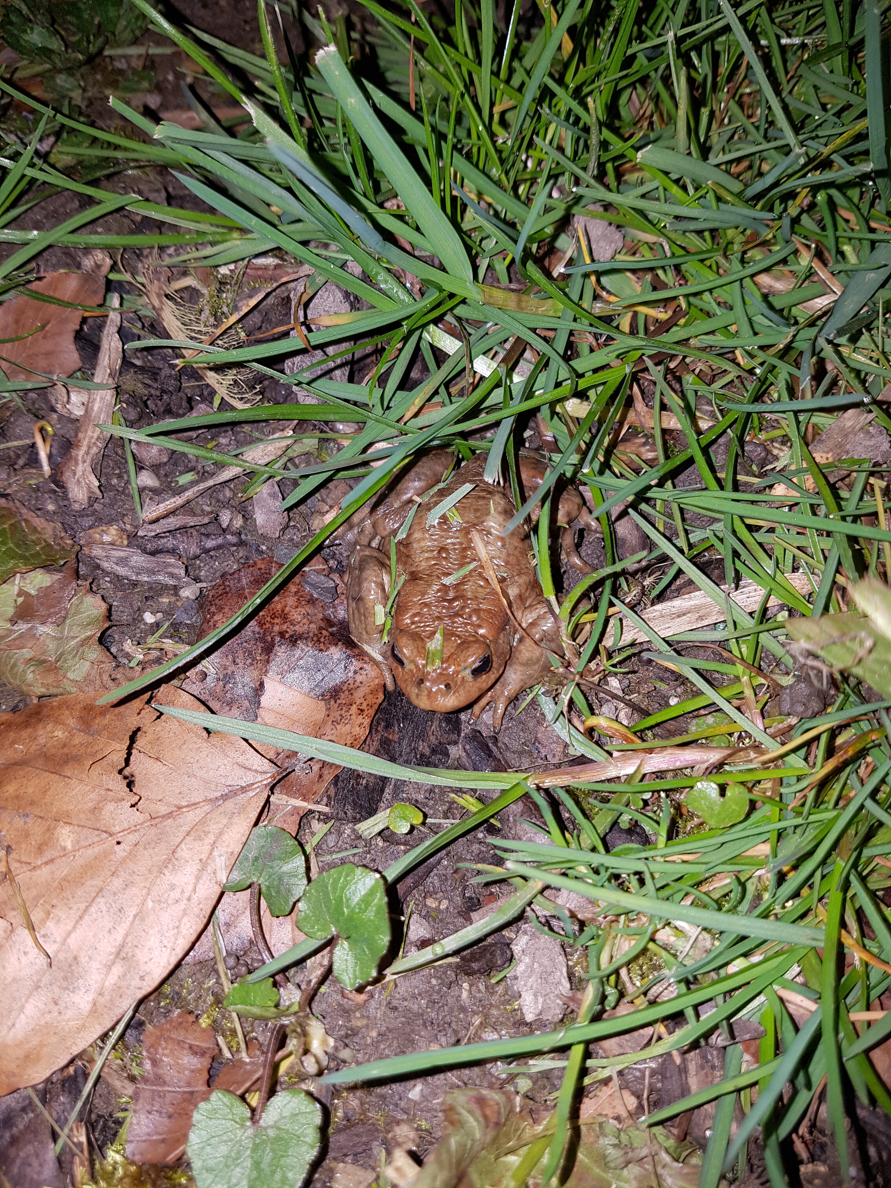 Bildqualität des Samsung Galaxy S7 - Kamera-20160409_210112.jpg